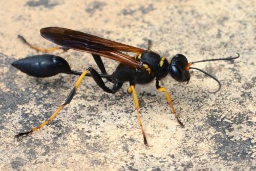 Réf. 287 616 : Sceliphron caementarium